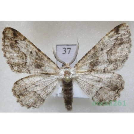 Synopsia sociaria (Hübner, 1799) male Czech37